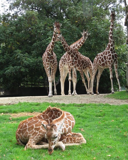 Giraffen