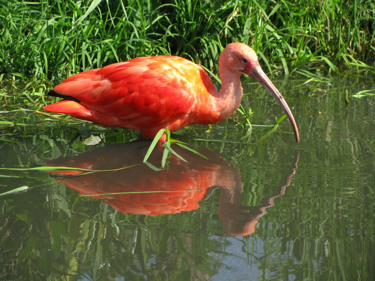 Rode Ibis