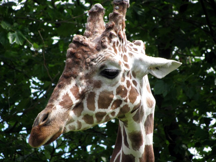 Giraffe