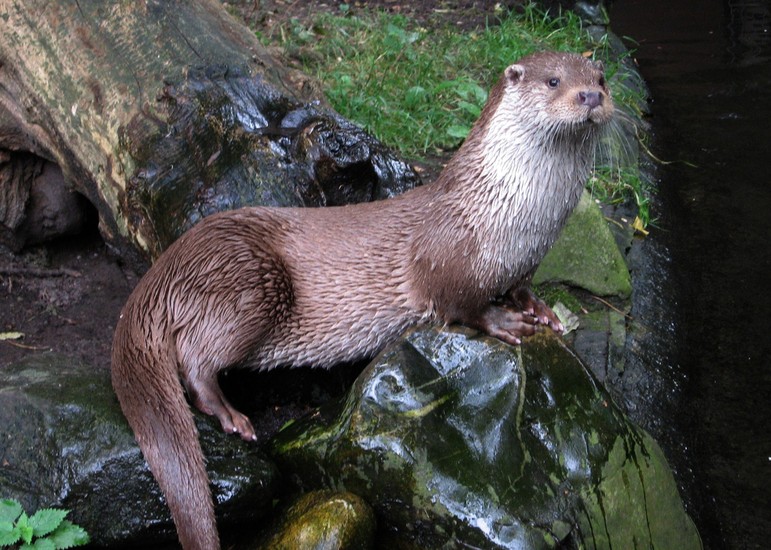 Otter