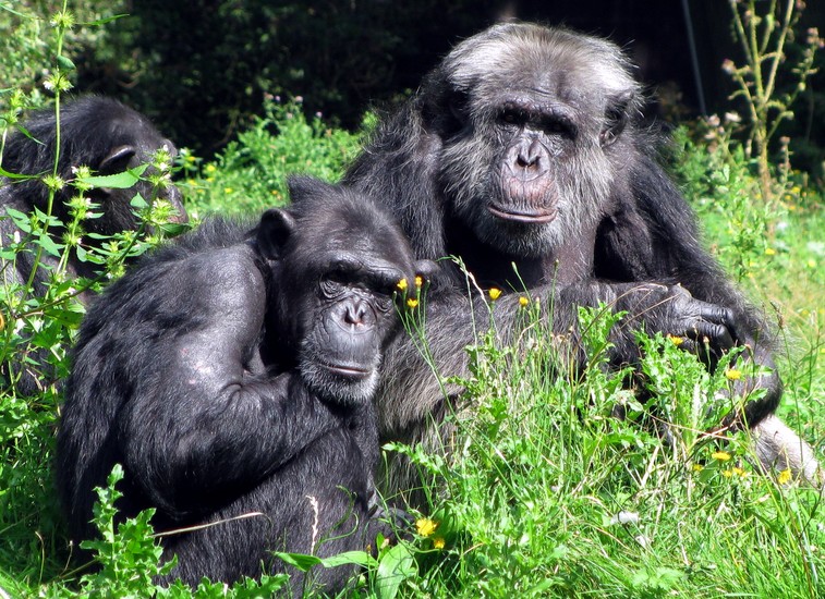 Chimpansee