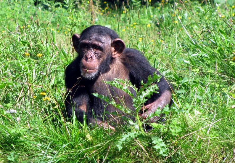 Chimpansee