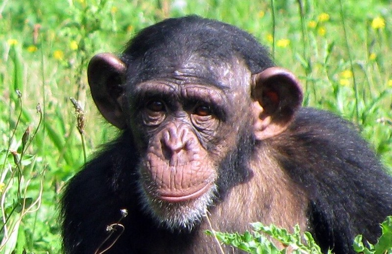 Chimpansee