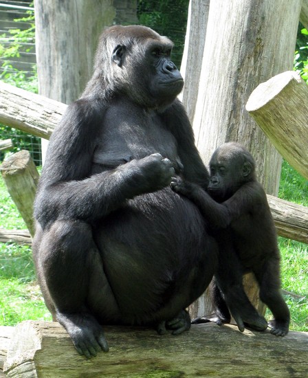 Gorilla