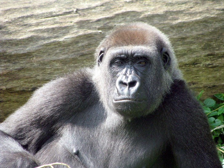 Gorilla