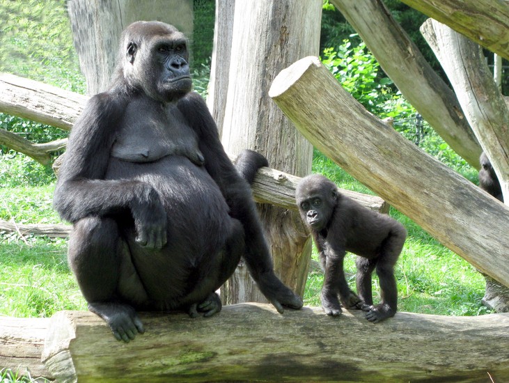 Gorilla