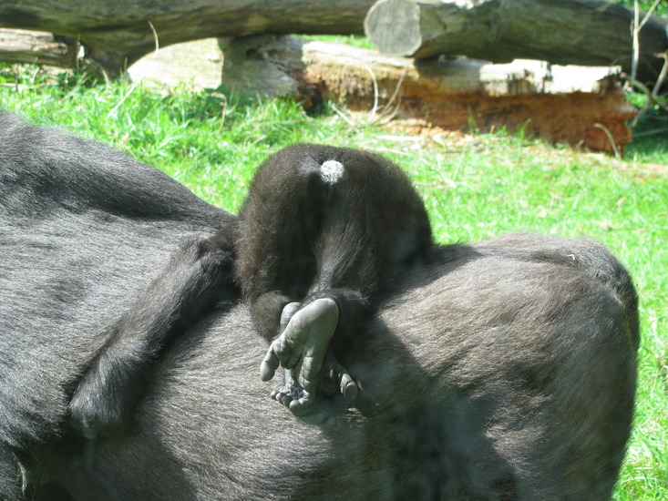 Gorilla