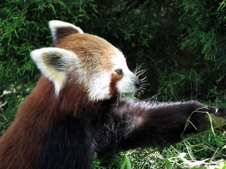 panda
