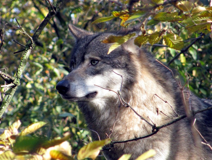 Wolf