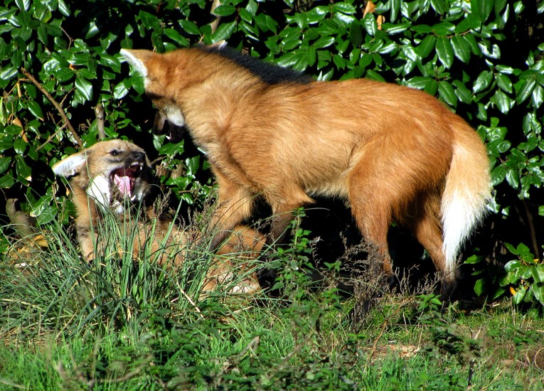 Manenwolf