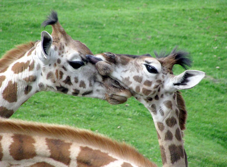 Giraffen