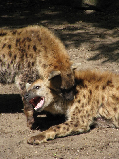 Hyena