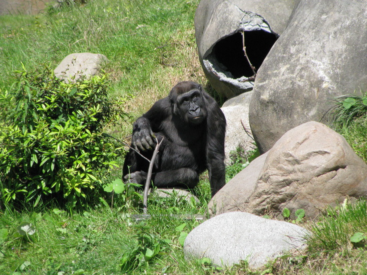 Gorilla