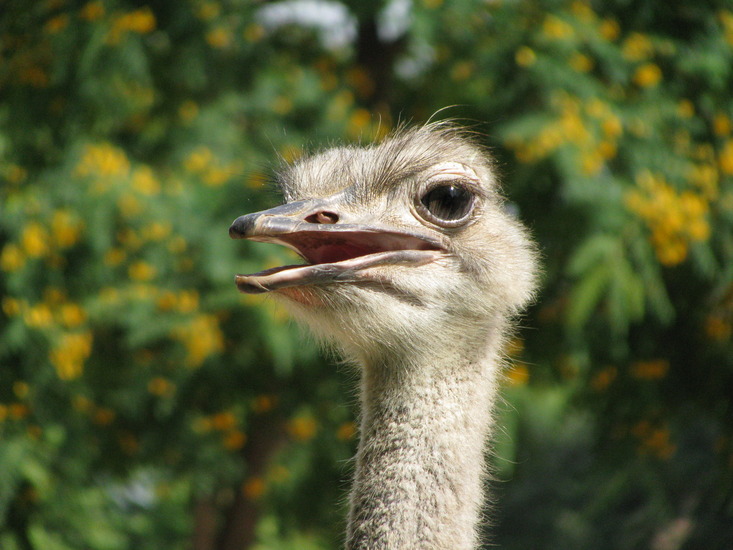 Struisvogel