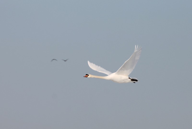 Zwaan
