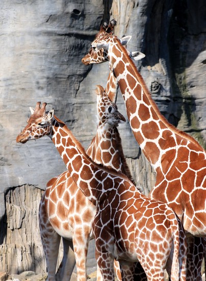 Giraffe