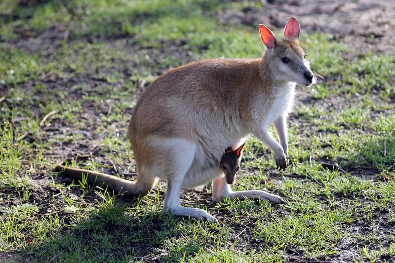 Kangeroe