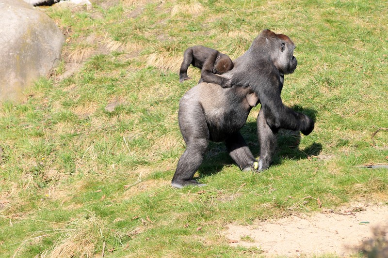 Gorilla
