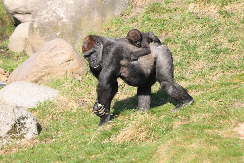 Gorilla