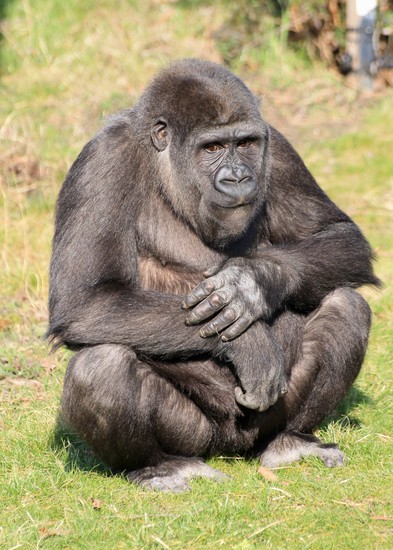 Gorilla