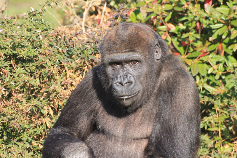 Gorilla