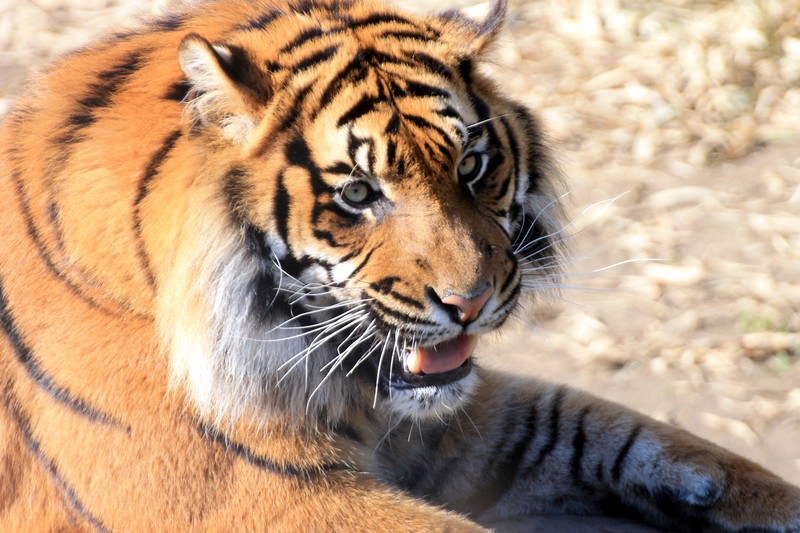 Tijger