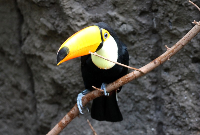 Kakatoe