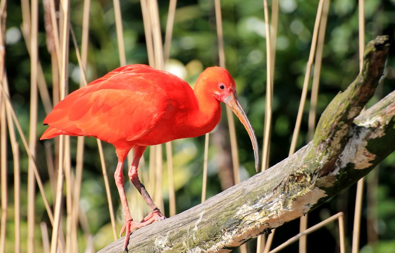 Rode Ibis