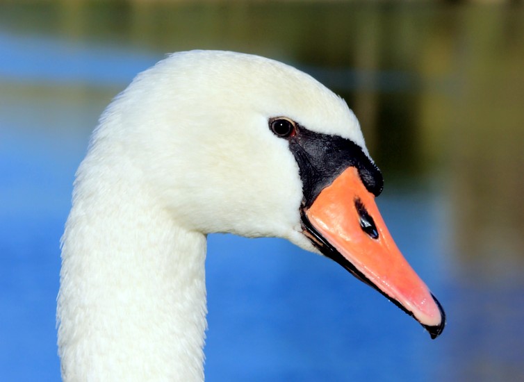 Zwaan