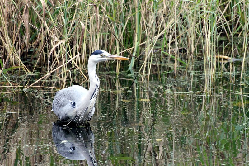 Reiger