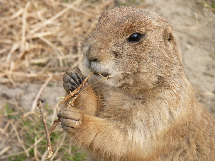 Marmot