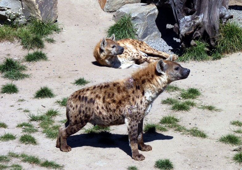 Hyena's