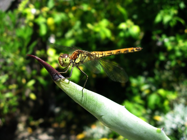 Libelle