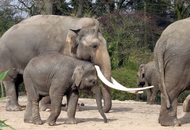 Olifant