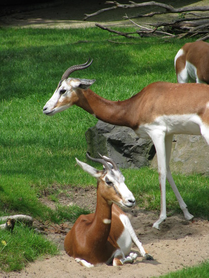 Springbok
