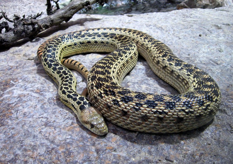 Ratelslang