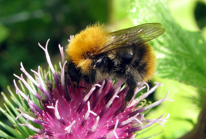 Hommel