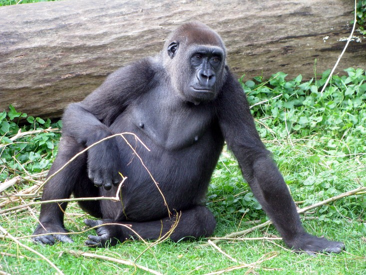 Gorilla
