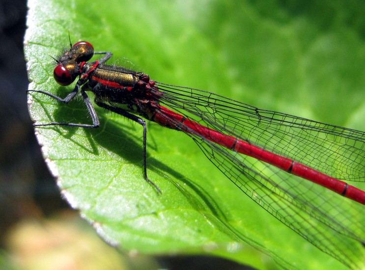 Libelle