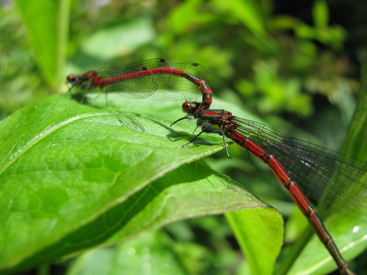 Libelle