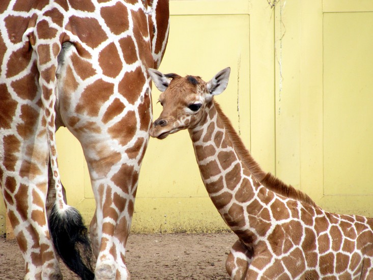 Giraffe