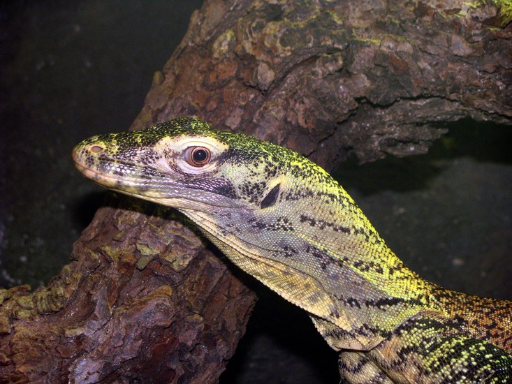 Varaan