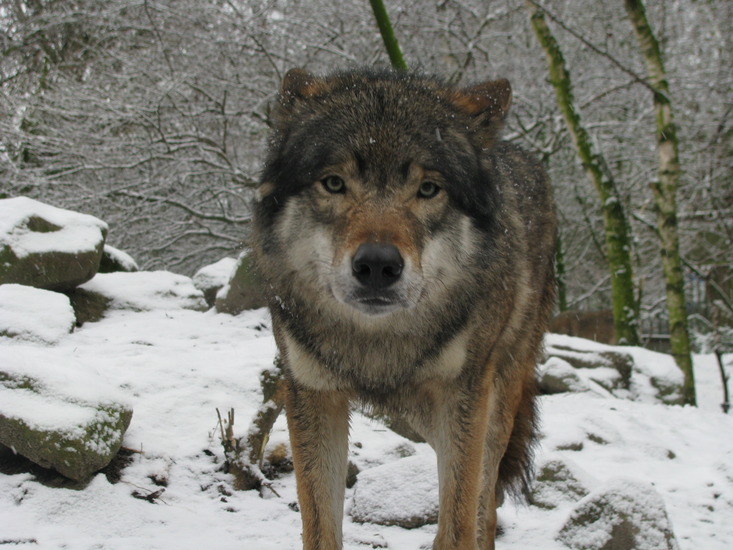 Wolf