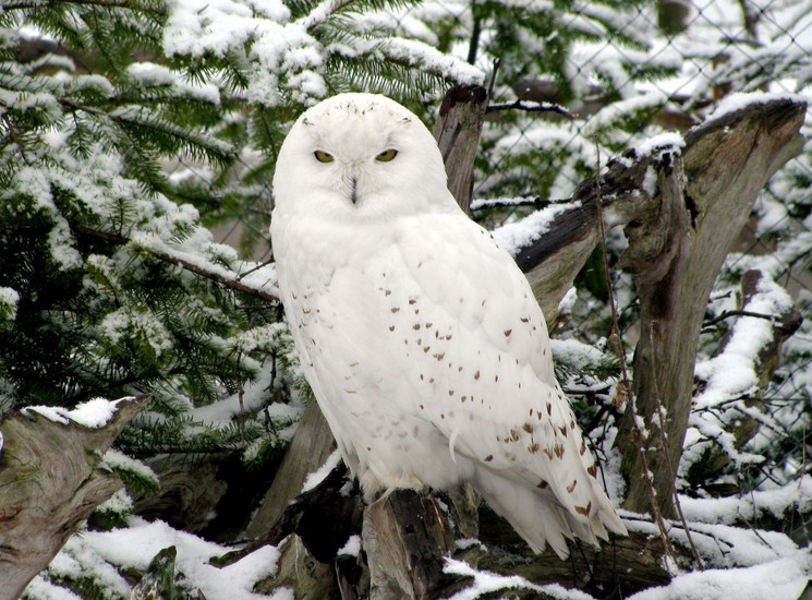 Sneeuwuil