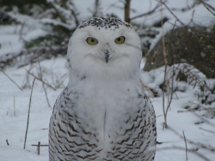 Sneeuwuil