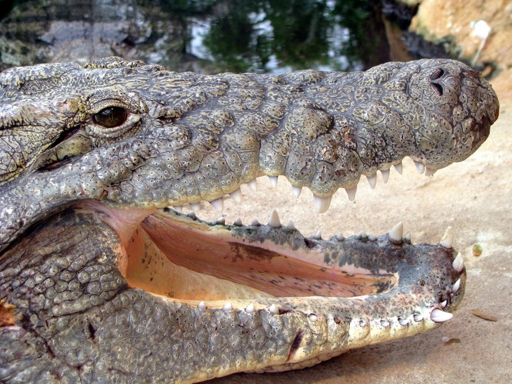 Krokodil