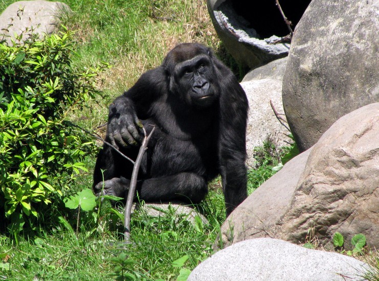 Gorilla