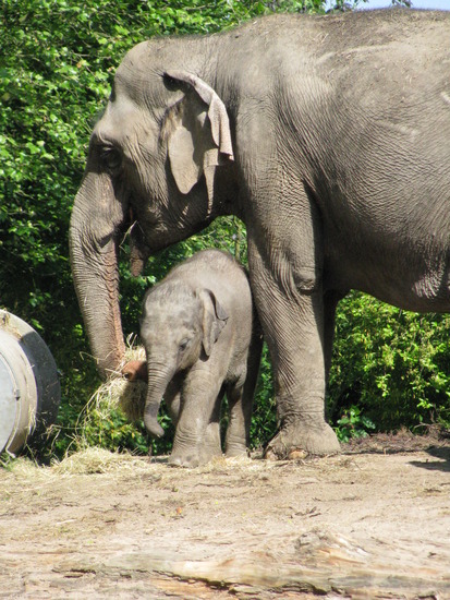Olifant