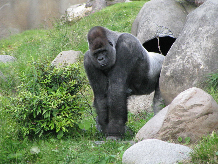 Gorilla Bokito