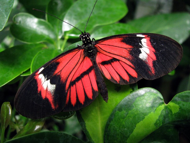 Vlinder